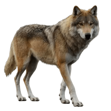 Tiere Paket (+Extra Tier-Charakterslot)